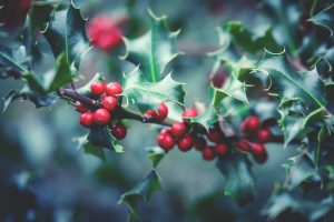 Le houx (Ilex aquifolium) - Photo de Lum3n provenant de Pexels