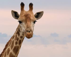 Photographie de Frans van Heerden sur www.pexels.com